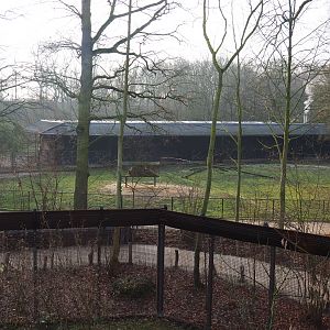 Scimitar-horned oryx, seen from the Barbary macaque observation deck, 2019-12-28