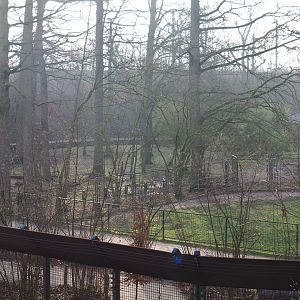Mountain bongo and Kirk's dik-dik paddock, seen from the Barbary macaque observation deck, 2019-12-28
