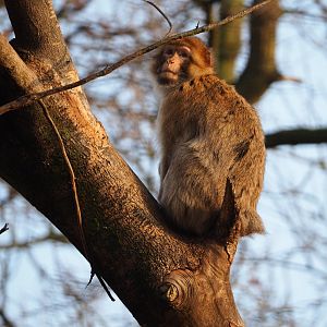 Barbary macaque (Macaca sylvanus) in a tree, 2019-12-28