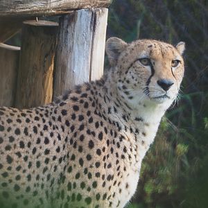Northeastern or Sudan cheetah (Acinonyx jubatus soemmeringii), 2019-12-28