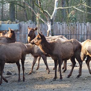 Rocky Mountain wapiti herd (Cervus canadensis nelsoni), 2019-12-28