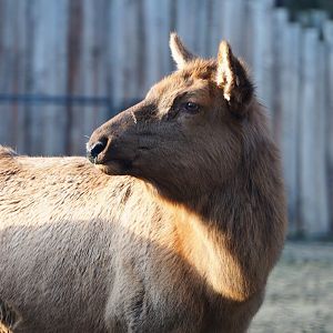 Rocky Mountain wapiti (Cervus canadensis nelsoni), 2019-12-28