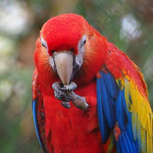 Scarlet macaw (Ara macao), 2019-12-28