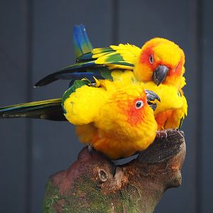 Sun conures (Aratinga solstitialis), 2019-12-28
