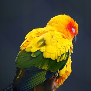 Sun conure (Aratinga solstitialis), 2019-12-28