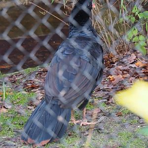 Crestless curassow (Mitu tomentosum), 2019-12-28