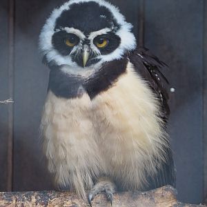 Spectacled owl (Pulsatrix perspicillata), 2019-12-28