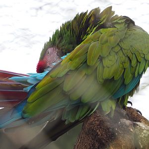 Mexican military macaw (Ara militaris mexicana), 2019-12-28