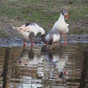 Flemish geese (Anser anser domesticus), 2019-12-28