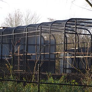 Behind the scenes breeding aviary for Cinereous vultures,
