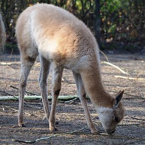 Vicuña cria (Vicugna vicugna), 2019-12-28