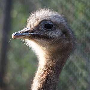 Darwin's rhea (Rhea pennata), 2019-12-28