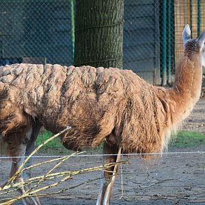 Guanaco (Lama guanicoe), 2019-12-28