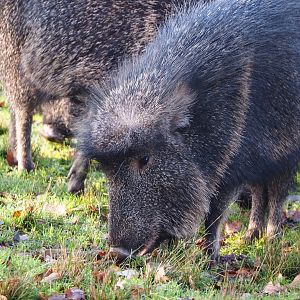 Chacoan peccary (Catagonus wagneri), 2019-12-28