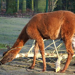 Alpaca (Vicugna pacos), 2019-12-28