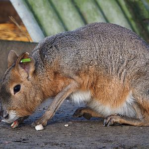 Patagonian mara (Dolichotis patagonum), 2019-12-28