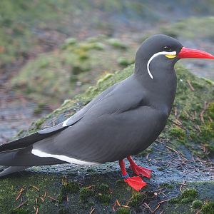 Inca tern (Larosterna inca), 2019-12-28