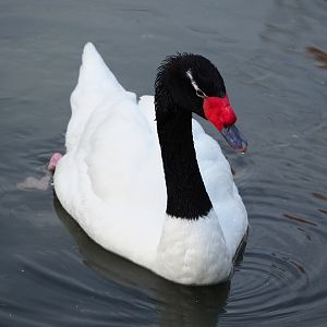 Black-necked swan (Cygnus melanocoryphus), 2019-12-28