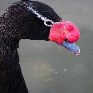 Black-necked swan (Cygnus melanocoryphus), 2019-12-28