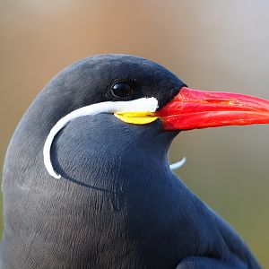 Inca tern (Larosterna inca), 2019-12-28