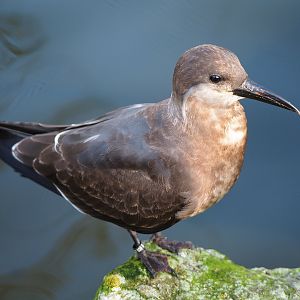 Juvenile Inca tern (Larosterna inca), 2019-12-28