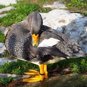 Magellanic flightless steamer duck (Tachyeres pteneres), 2019-12-28