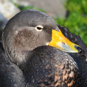Magellanic flightless steamer duck (Tachyeres pteneres),2019-12-28