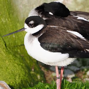 Black-necked stilt (Himantopus mexicanus), 2019-12-28