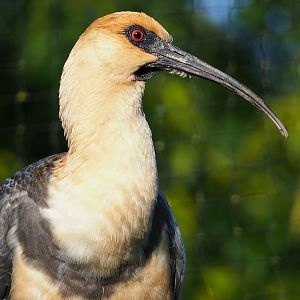 Black-faced ibis (Theristicus melanopis), 2019-12-28