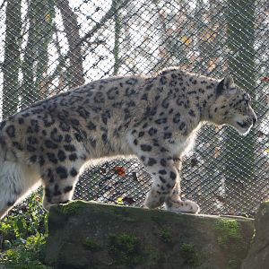 Prowling Snow leopard (Panthera uncia), 2019-12-28