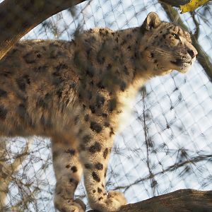 Snow leopard (Panthera uncia) in a tree, 2019-12-28