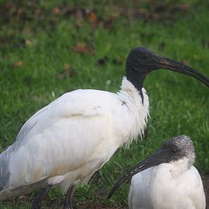 Black-headed ibis (Threskiornis melanocephalus), 2019-12-28