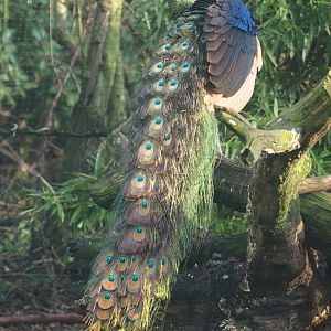 Green peafowl (Pavo muticus), 2019-12-28