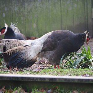 Brown eared pheasant (Crossoptilon mantchuricum), 2019-12-28