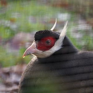 Brown eared pheasant (Crossoptilon mantchuricum), 2019-12-28