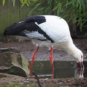Oriental white stork (Ciconia boyciana), 2019-12-28