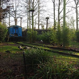 Oriental white stork/Brown eared pheasant/Glossy ibis aviary,  2019-12-28