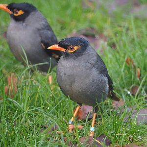 Bank myna (Acridotheres ginginianus), 2019-12-28