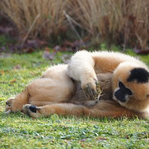 Female Northern white-cheeked Gibbon (Nomascus leucogenys), 2019-12-28