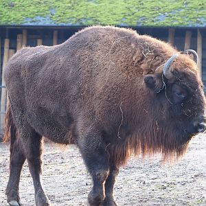 Wisent (Bison bonasus), 2019-12-28