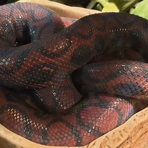 Rainbow boa