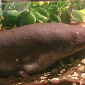 Three-toed amphiuma