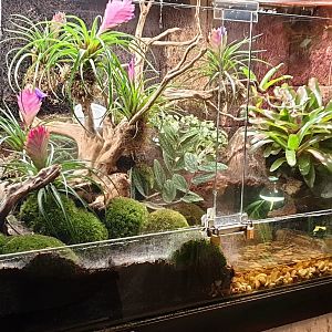 Dendrobates tinctorius