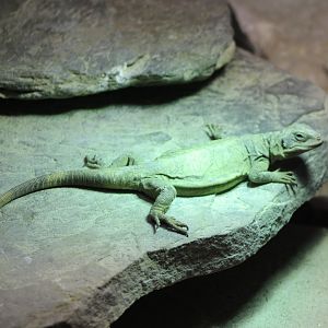 Common chuckwalla