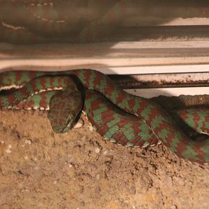 Cryptelytrops venustus