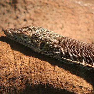 Merten's water monitor