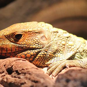 Caiman lizard