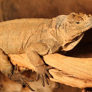 Rhinoceros iguana
