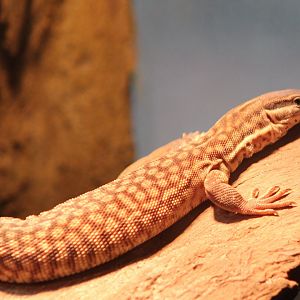 Varanus acanturus