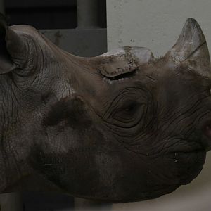 Layla recovering well from her latest surgery 1/7/20